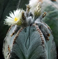 کاکتوس کلاه اسقف(استررفیتوم)